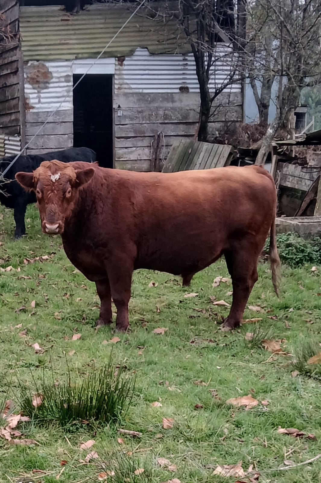 Toro 2 Años